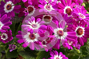 Cineraria flowers