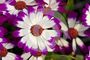 Cineraria flowers