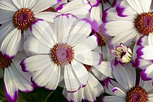 Cineraria flowers photo