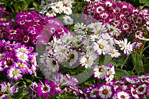 Cineraria flowers photo