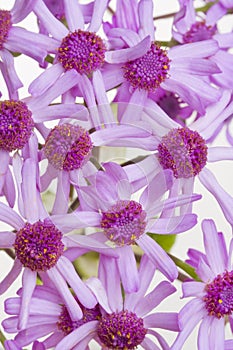 Cineraria Macro