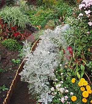 Cineraria maritima or Dusty Miller in fall garden. Blossom in autumn or summer garden