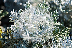 Cineraria Maritima or Jacobaea maritima