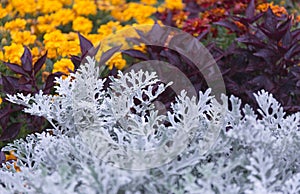 Cineraria maritima silver dust and dark red leaves. Soft focus dusty miller plant background.