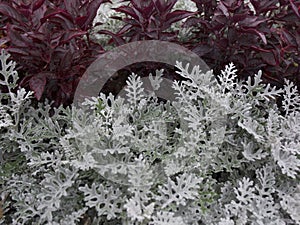 Cineraria maritima silver dust and dark red leaves. Soft focus dusty miller plant background. Christmas texture.