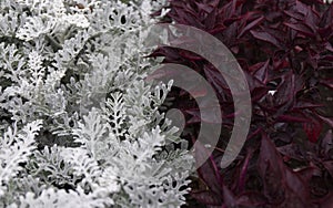 Cineraria maritima silver dust and dark red leaves. Soft focus dusty miller plant background. Christmas texture.