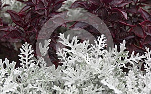 Cineraria maritima silver dust and dark red leaves. Soft focus dusty miller plant background. Christmas texture.