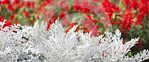 Cineraria maritima silver dust and red flowers. Soft Focus Dusty Miller Plant. Background Texture