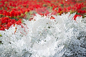 Cineraria maritima silver dust and red flowers. Soft Focus Dusty Miller Plant. Background Texture