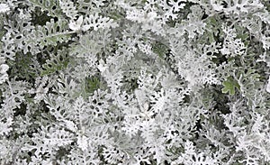 Cineraria maritima silver dust. Soft Focus Dusty Miller Plant. Background Texture