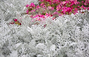 Cineraria maritima silver dust and summer pink flowers. Soft Focus Dusty Miller Plant. Background Texture.