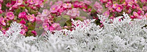 Cineraria maritima silver dust and summer pink flowers. Soft Focus Dusty Miller Plant. Background Texture.