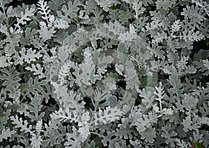 Cineraria maritima Silverdust with silvery foliage in the garden