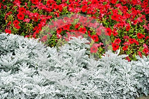 Cineraria silver and red petunia in a street flowerbed. City economy and accomplishment. Decoration of squares and public areas