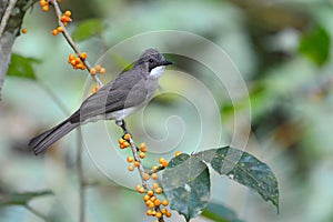 Cinereous Bulbul Bird