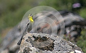 Cinereous Bunting, Lesbos