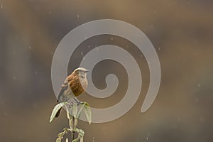 Cinereous conebill in the rain