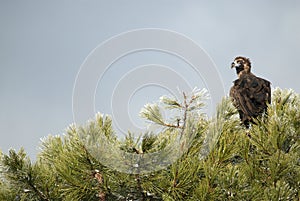 Cinereous Eurasian Black Vulture Aegypius monachus, perched