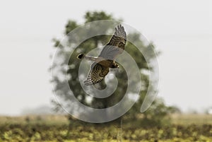 Cinereous Harrier, Circus cinereus, photo