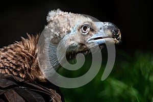 Cinereous or monk vulture close-up portrait on dark green background