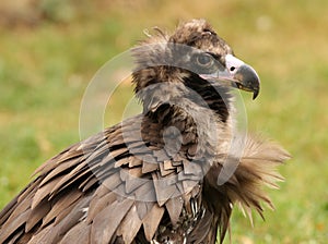 Cinereous Vulture