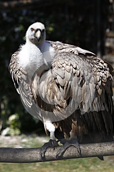 Cinereous vulture