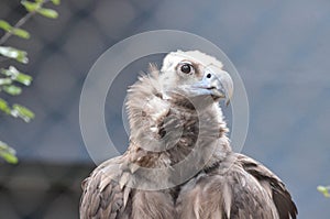 Cinereous vulture 6