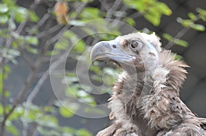 Cinereous vulture 7