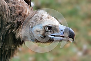 Cinereous Vulture (Aegypius Monachus)