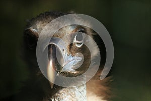 Cinereous vulture (Aegypius monachus)