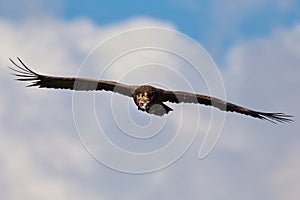 Cinereous vulture (Aegypius monachus)