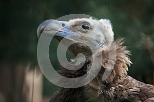 Cinereous vulture (Aegypius monachus).