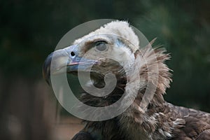 Cinereous vulture (Aegypius monachus).