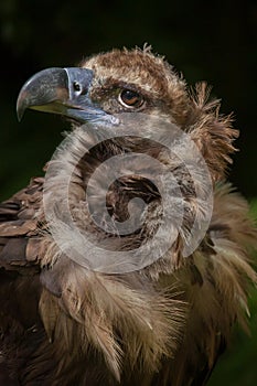 Cinereous vulture (Aegypius monachus)