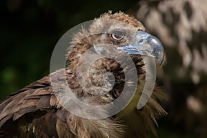 Cinereous vulture (Aegypius monachus)