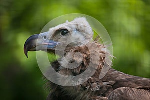 Cinereous vulture (Aegypius monachus).