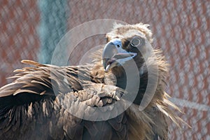 A cinereous vulture Aegypius monachus close up showing feathers and beak. Also called black vulture, monk vulture, or Eurasian