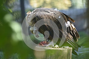 Cinereous vulture, Aegypius Monachus, eating piece of meat in an aviary of a zoo