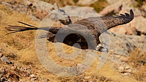 Cinereous vulture Aegypius monachus in flight