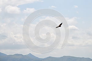 Cinereous Vulture Aegypius monachus in flight. Dagestan, Russia