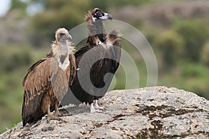 Cinereous Vulture, Aegypius monachus and Griffon Vulture, Gyps fulvus,