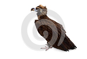 Cinereous vulture  Aegypius monachus, known as the black vulture, monk vulture  on a white background