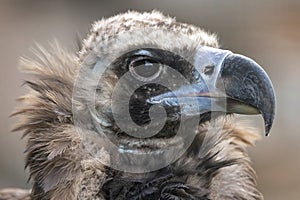 Cinereous vulture (Aegypius monachus) is a large raptorial bird that is distributed through much of temperate Eurasia. photo