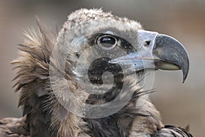 Cinereous vulture (Aegypius monachus) is a large raptorial bird through much of temperate Eurasia. It is also photo