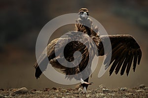 Cinereous vulture Aegypius monachus with open wings