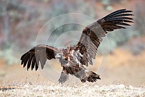 Cinereous vulture Aegypius monachus with open wings photo