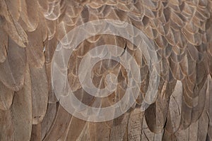 Cinereous vulture (Aegypius monachus). Plumage texture