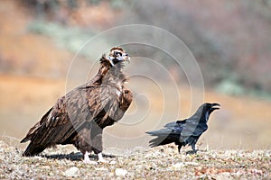 Cinereous vulture Aegypius monachus and the Raven Corvus corax in wild