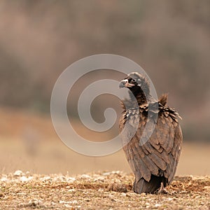 A Cinereous vulture Aegypius monachus in wild