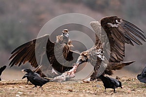 Cinereous vulture Aegypius monachus in the wild